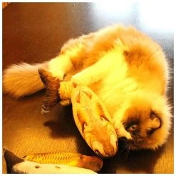 Sortie 👏 Wewoo Jouet pour Animaux Simulation Poisson Drôle Chat Stuff Gratter Post Board Jouet, Moyen Taille: 41,0 x 13,5 x 9,0 cm ✨ -Bon plan Animalerie Soldes 3615610601300 7 1