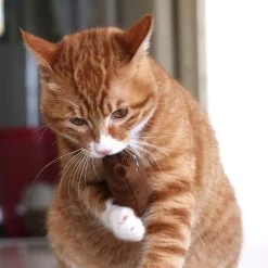 Les meilleures critiques de ⌛ Wewoo 2 PCS Dents De Catnip Jouets Drôle Interactive Chat En Peluche Jouet Pour Animaux De Compagnie Chaton Jouet À Mâcher Griffes Pouce Morsure Chat Menth 🤩 -Bon plan Animalerie Soldes 3615612600110 6