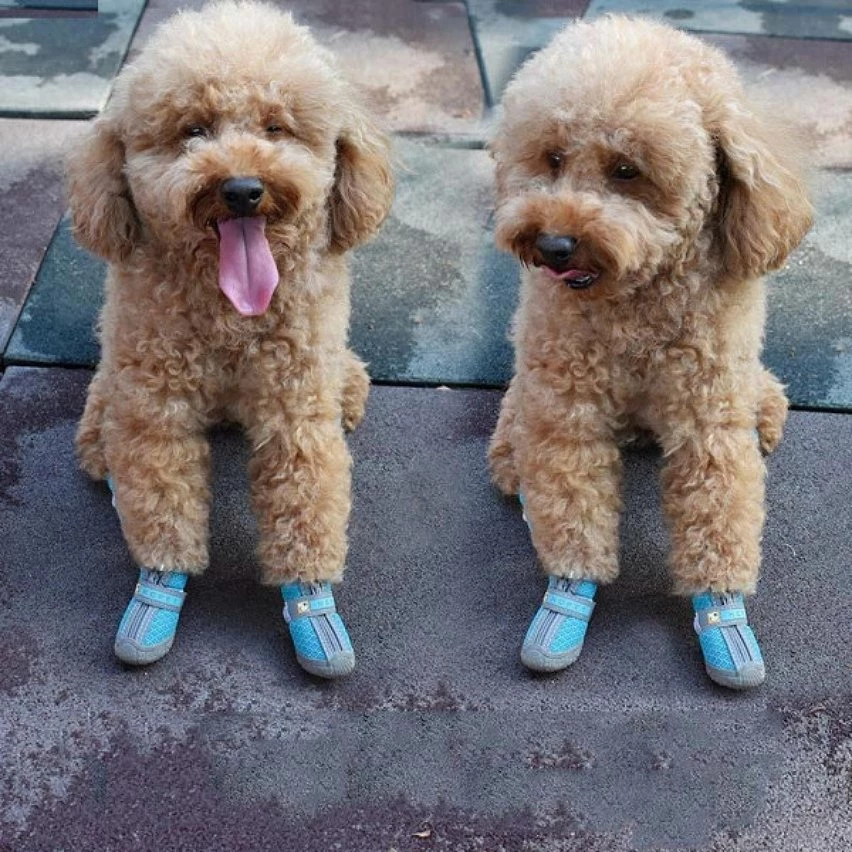 Meilleure affaire 🎉 Wewoo 4 pièces / ensemble chaussures de chien respirantes antidérapantes et résistantes à l'usure fournitures pour animaux de compagnie, taille: 3,8x4,3 cm 💯 5 Meilleure affaire 🎉 Wewoo 4 pièces / ensemble chaussures de chien respirantes antidérapantes et résistantes à l'usure fournitures pour animaux de compagnie, taille: 3,8x4,3 cm 💯 – Image 3