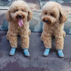 Grosses soldes 👏 Wewoo 4 pièces / ensemble chaussures de chien respirantes antidérapantes et résistantes à l'usure fournitures pour animaux de compagnie, taille: 3,8x4,3 cm ⭐ 11 Grosses soldes 👏 Wewoo 4 pièces / ensemble chaussures de chien respirantes antidérapantes et résistantes à l'usure fournitures pour animaux de compagnie, taille: 3,8x4,3 cm ⭐ -Bon plan Animalerie Soldes 3615615219852 3 11