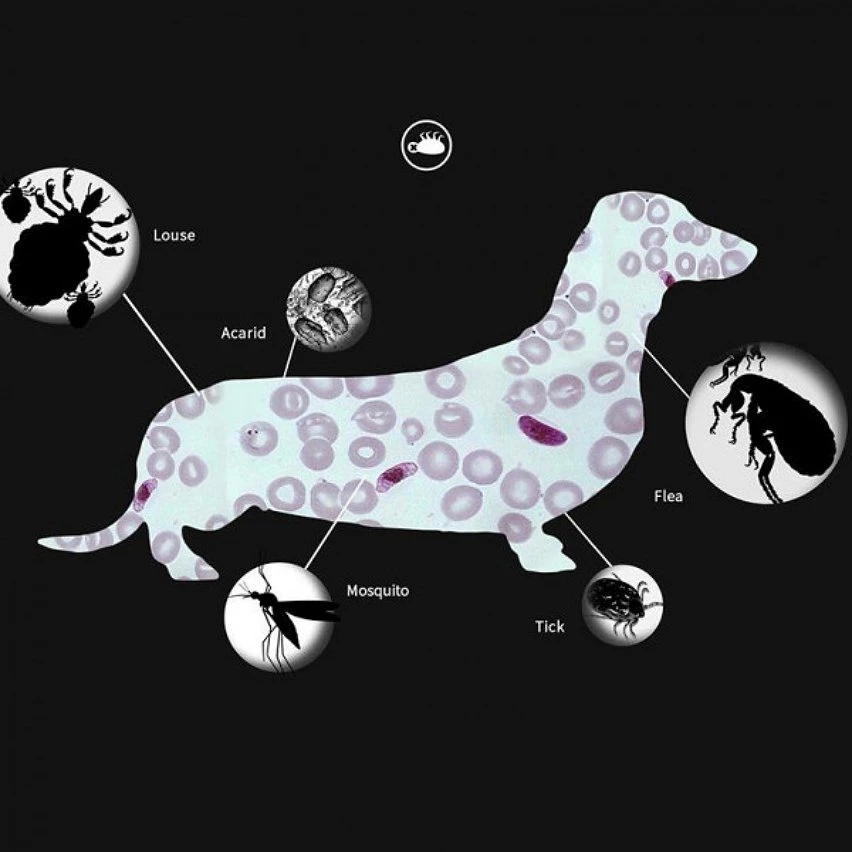 Offres 😀 Wewoo 5 PCS Pet Puces & Anti-Poux Collier Pet In Vitro Insectifuge Anneau, Taille: Chat / 38cm 🤩 9 Offres 😀 Wewoo 5 PCS Pet Puces & Anti-Poux Collier Pet In Vitro Insectifuge Anneau, Taille: Chat / 38cm 🤩 – Image 7