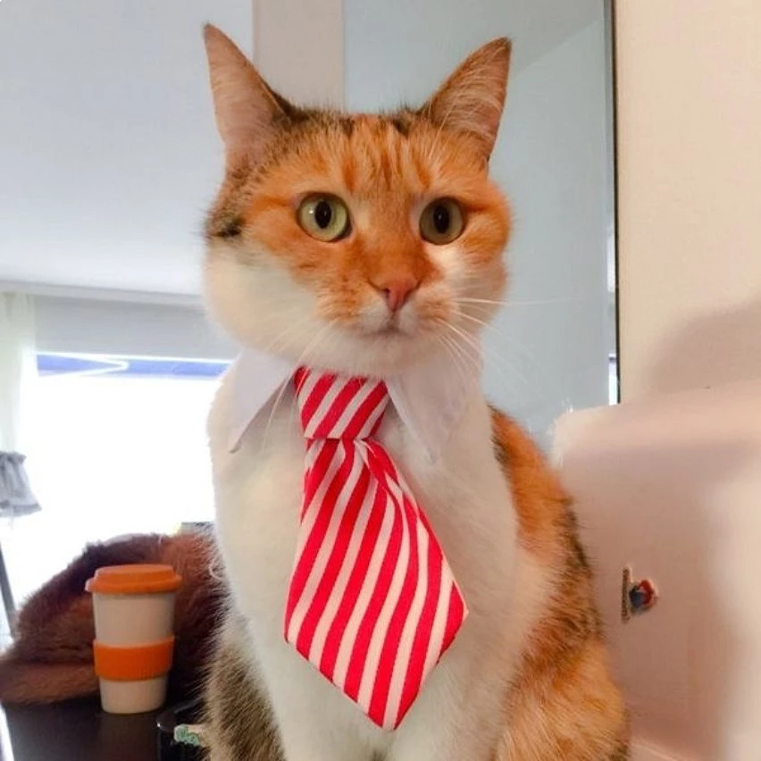 Meilleure vente ⭐ Totalcadeau Col cravate pour animal de compagnie chat chien déguisement rayure blanche et rouge ✨ 4 Meilleure vente ⭐ Totalcadeau Col cravate pour animal de compagnie chat chien déguisement rayure blanche et rouge ✨ – Image 2