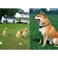 Meilleur prix 🔔 Collier de 👗 Dressage Pour Chien Stimulation Électrostatique Barrière Invisible - YONIS 😍 -Bon plan Animalerie Soldes 3700666553588 7