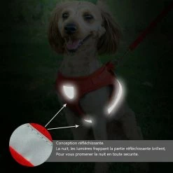 Top 10 😀 Passionimaux59 Harnais Souple Respirant Réfléchissant + Laisse pour Chien Chiot Chat - Rouge - M ⌛ -Bon plan Animalerie Soldes 3701491700963 4 3