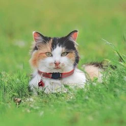 Meilleure affaire 😀 Passionimaux59 Collier Nylon Réfléchissant Anti Étranglement Pour Chat Chaton avec Grelot - Rose 🧨 -Bon plan Animalerie Soldes 3701491702820 4 4