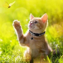 Grosses soldes 🔔 Passionimaux59 Collier Nylon Réfléchissant Anti Étranglement Pour Chat Chaton avec Grelot - Jaune 👏 8 Grosses soldes 🔔 Passionimaux59 Collier Nylon Réfléchissant Anti Étranglement Pour Chat Chaton avec Grelot - Jaune 👏 -Bon plan Animalerie Soldes 3701491702820 5 1