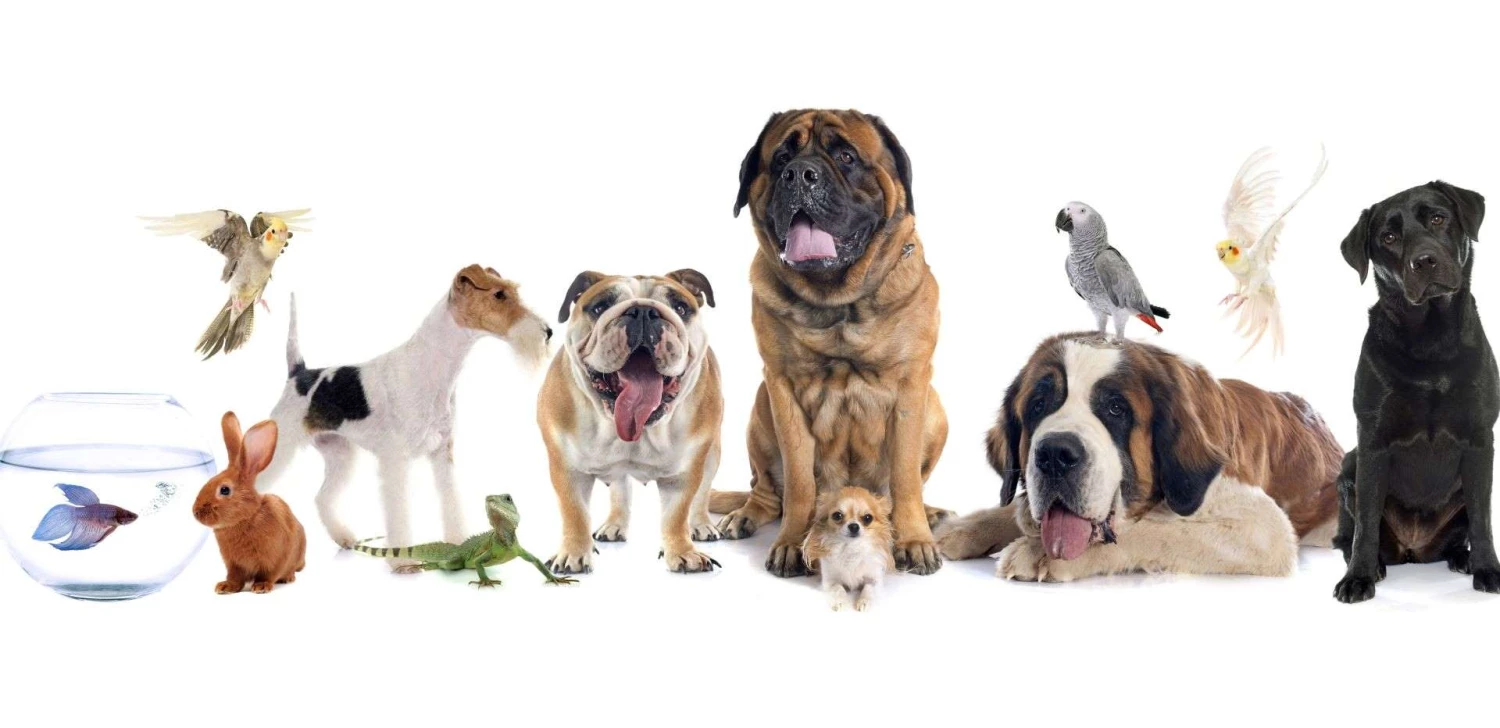 Bon plan Animalerie Soldes -Bon plan Animalerie Soldes 5456